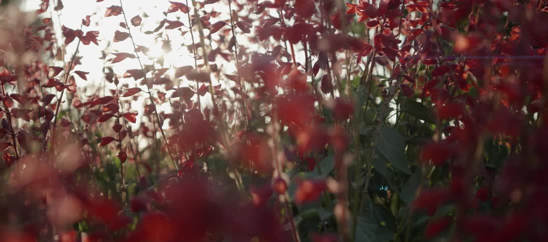 Sunshine filters through red flowers and grass
