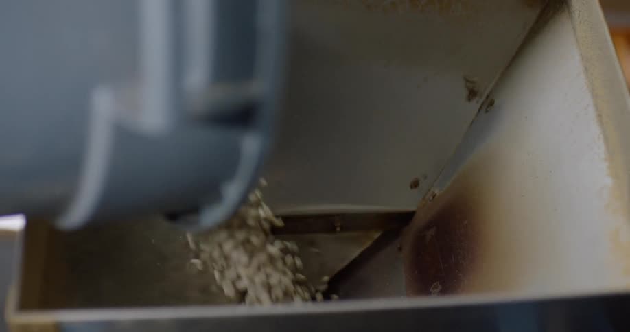 White coffee beans are poured into a funnel