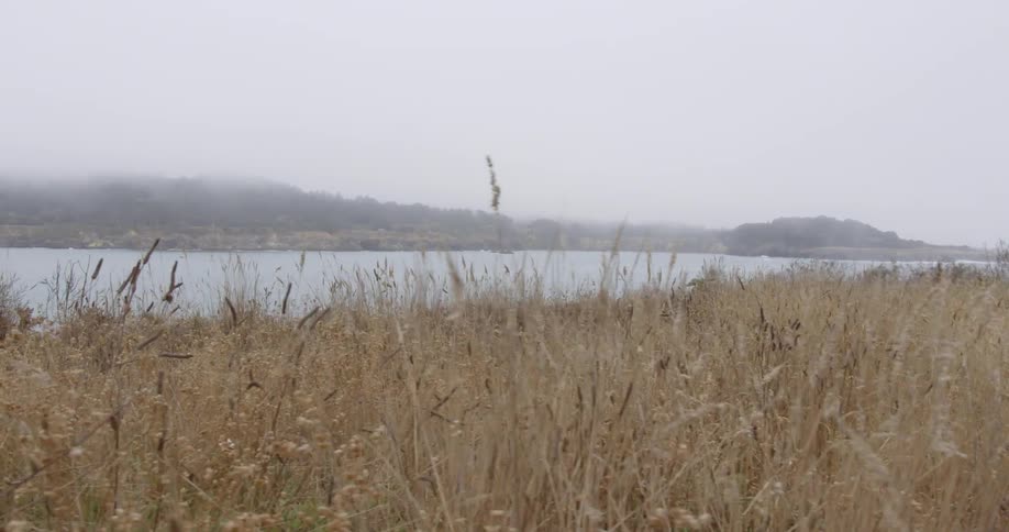 Dried grass surrounds a mountain lake on a foggy day