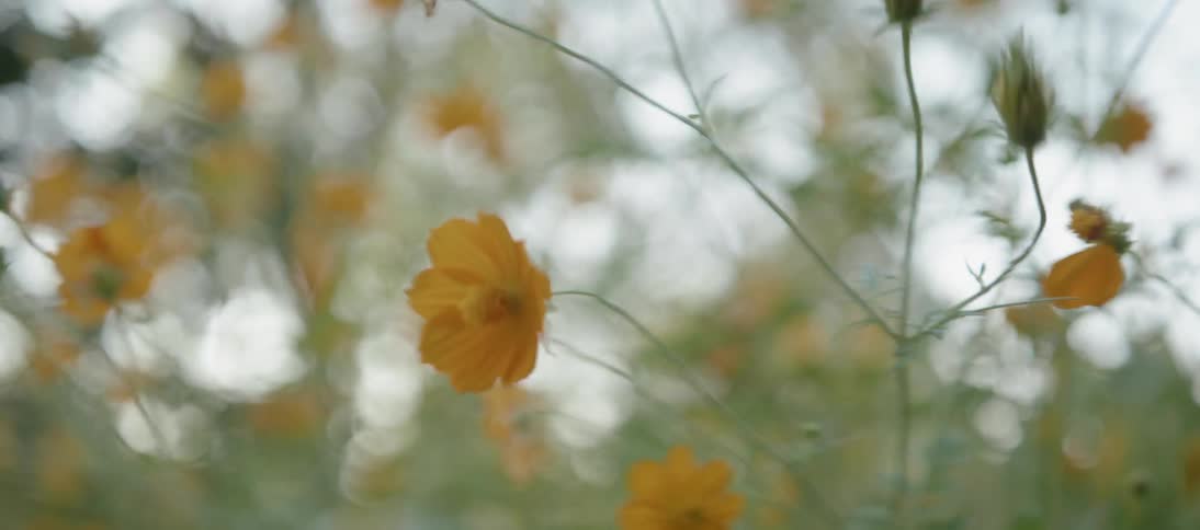 Yellow flowers waving in a breeze