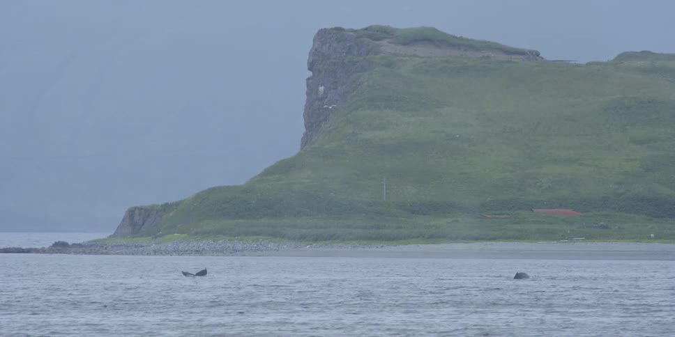 Whales surface and dive in a coastal bay on a cloudy day
