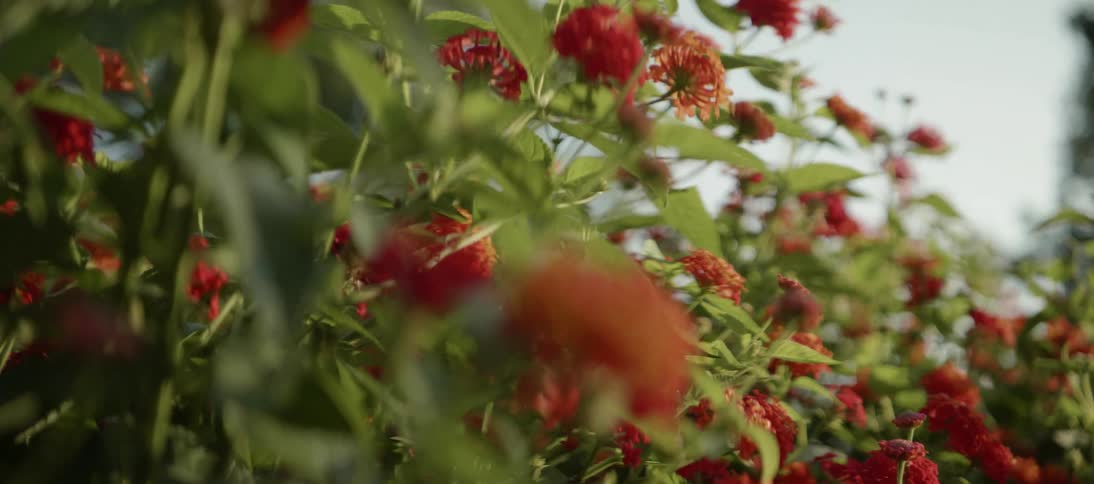 Red flowers hang motionless under the sun