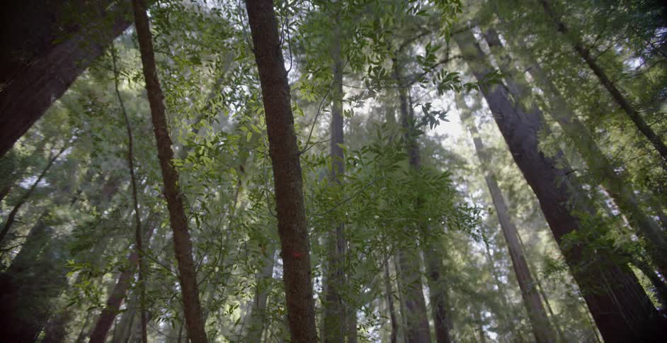 The sun shines through the trees in the woods