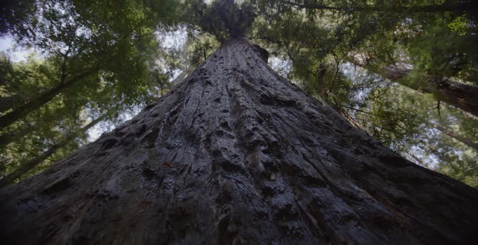 Looking straight up at a large tree with bright green leaves on top
