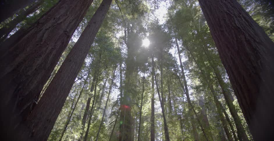 The tall trees partially cover the sky