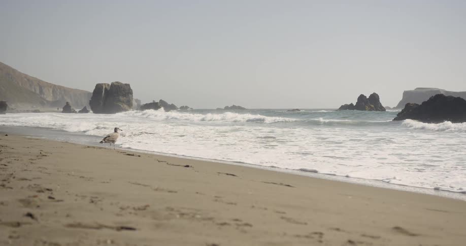 A seagull stands on the sand as waves come to shore