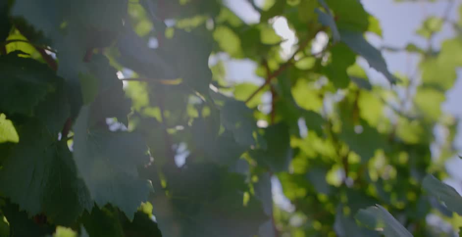 Green leaves are hanging from a tree