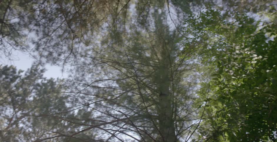 The trees are full and covering the sky