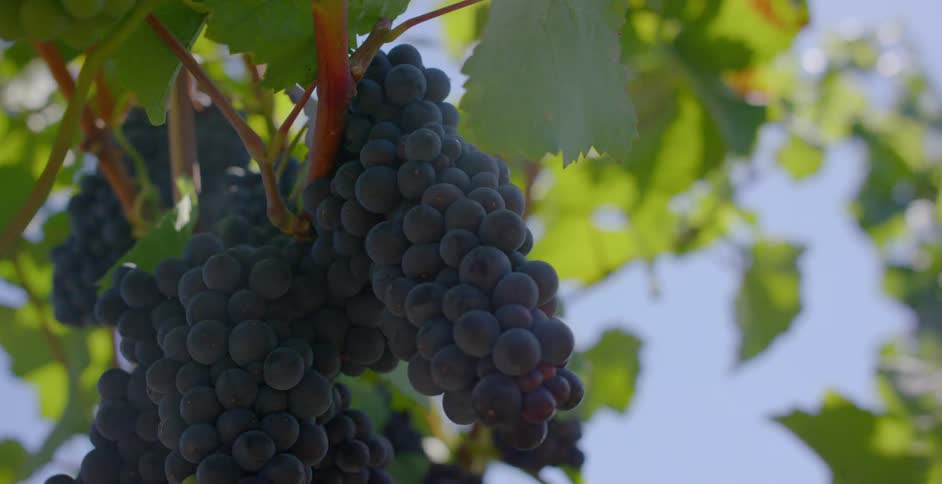 The grapes hang from the vines on a sunny day