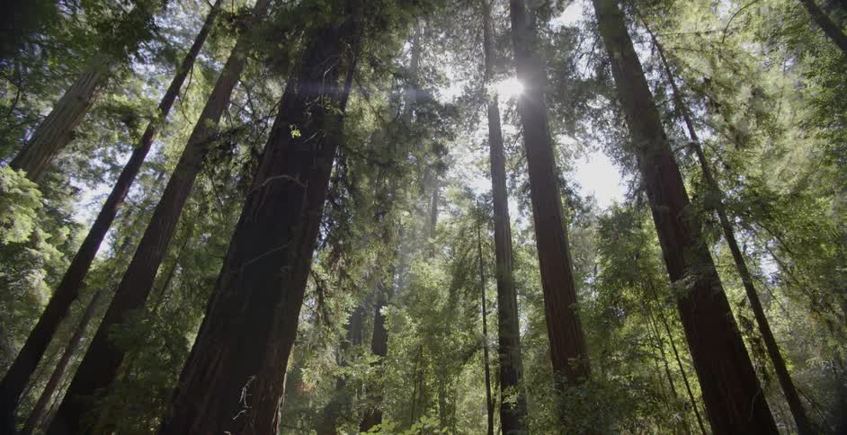 The tall trees in the forest have branches that move in the wind