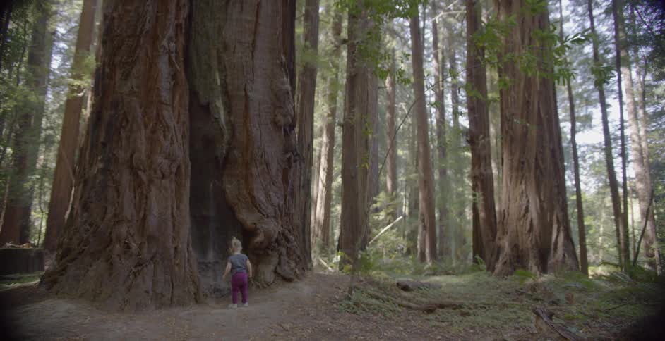 A child stands near very tall trees