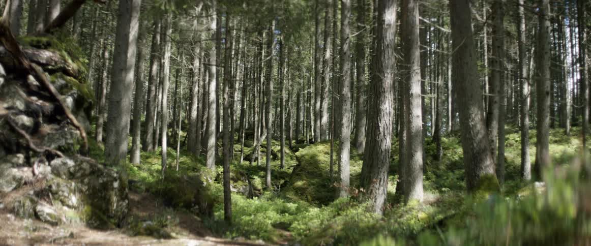 A man wearing an overcoat is walking through a forest during the day