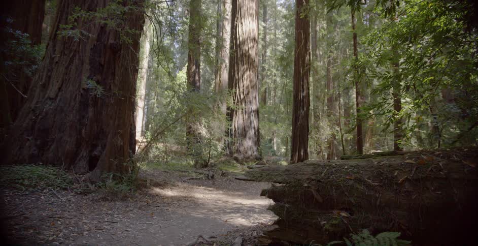 The sun shines through the trees and on a trail