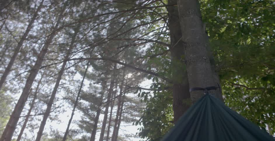 A hammock swings from a tall tree in the forest