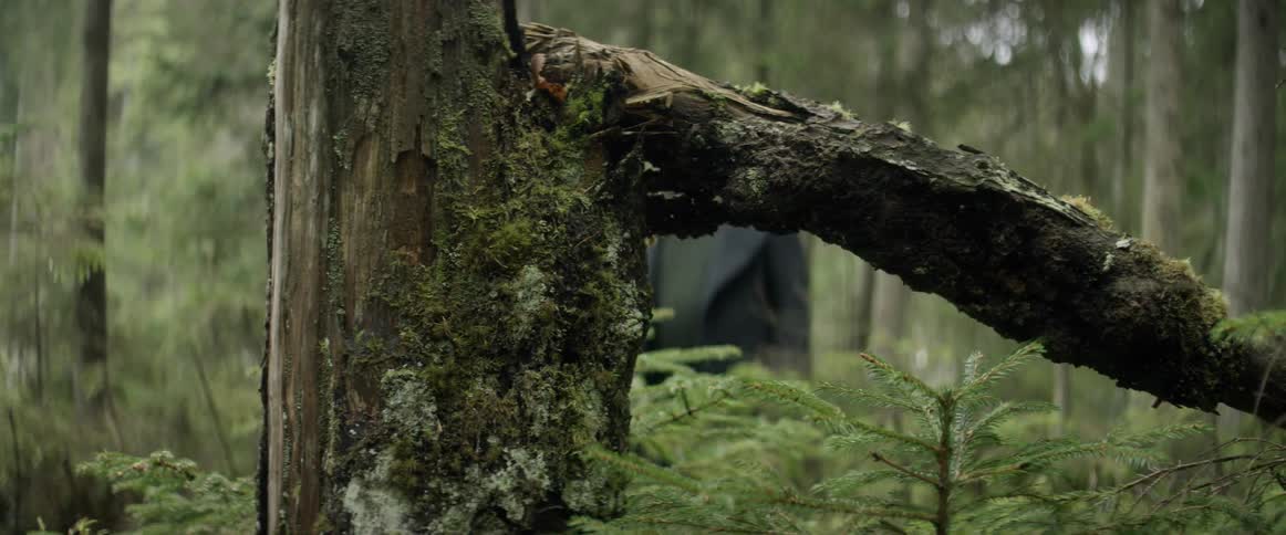 A man walks through a forest