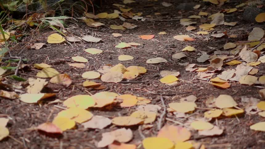 Leaves are scattered on the ground