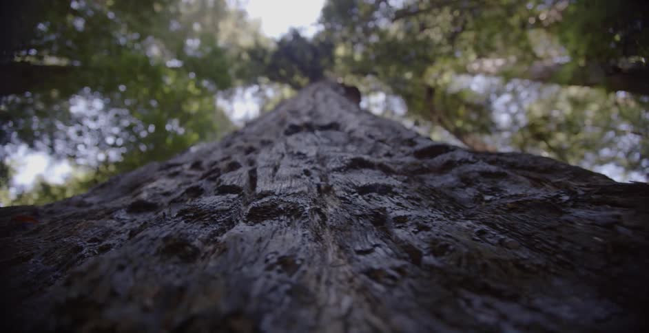 The bark of a tall tree in the forest