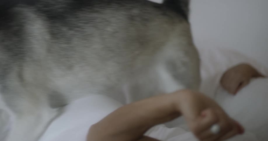 A couple are being woken up by their dog jumping into their bed in the morning