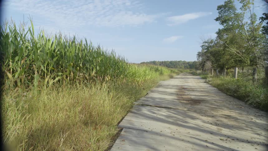 Tall grass lines a rural path