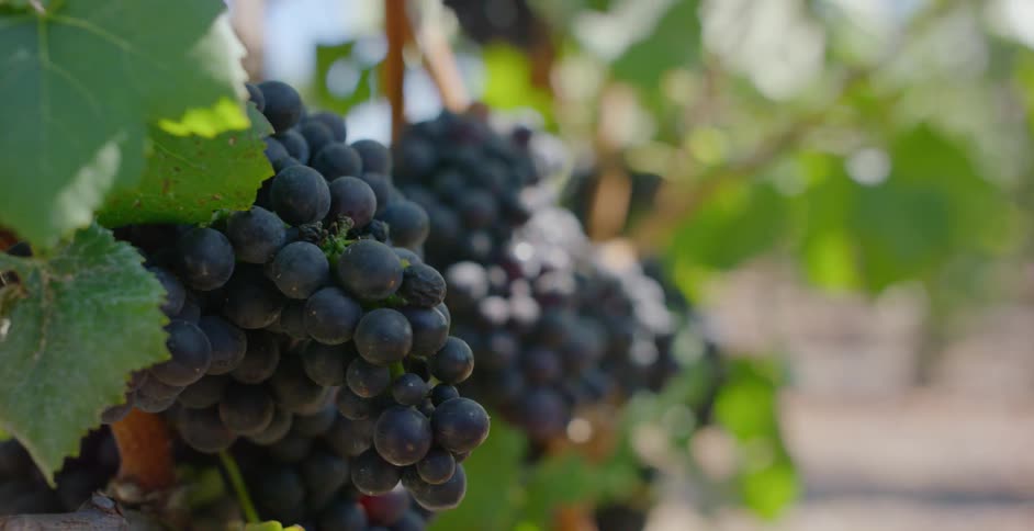The sun is shining on the grapes hanging on the vines