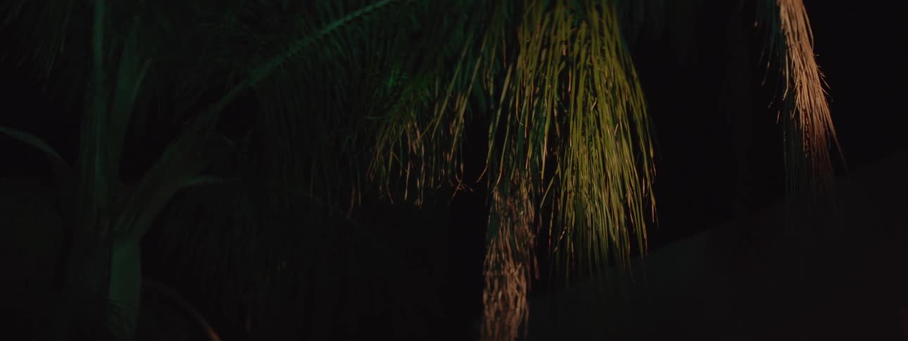 A palm tree is standing calm at night