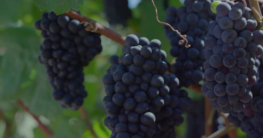 Bunches of grapes hang from the vines