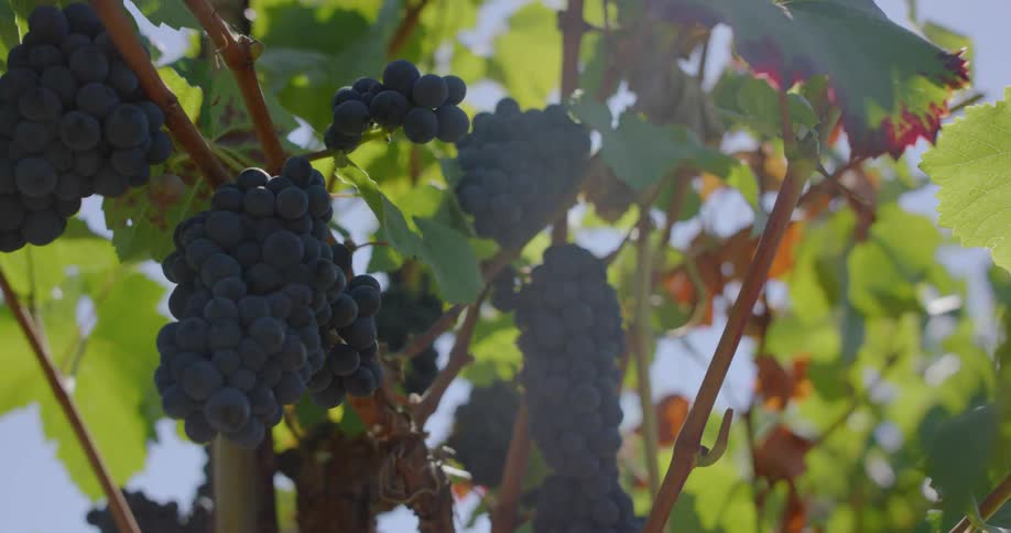 The tree is full of bunches of grapes