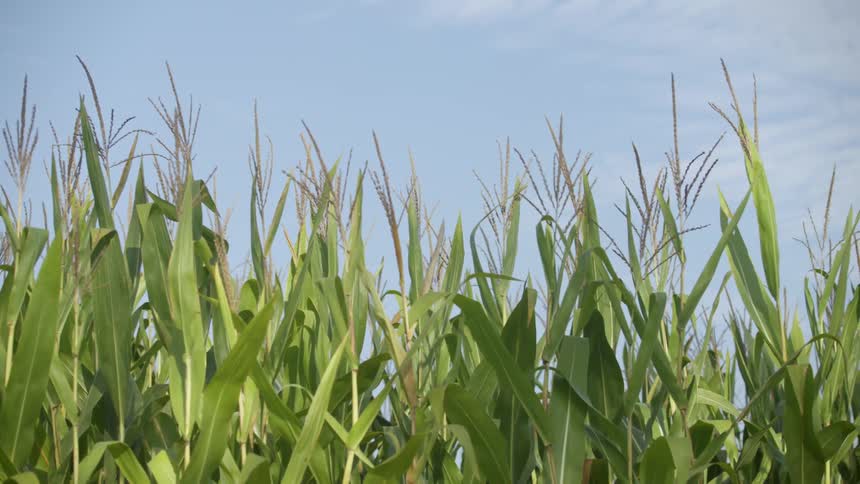 A corn field is being viewed upwards towards the sky