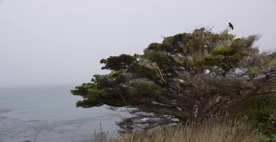 A bird sits perched on a tree by the water