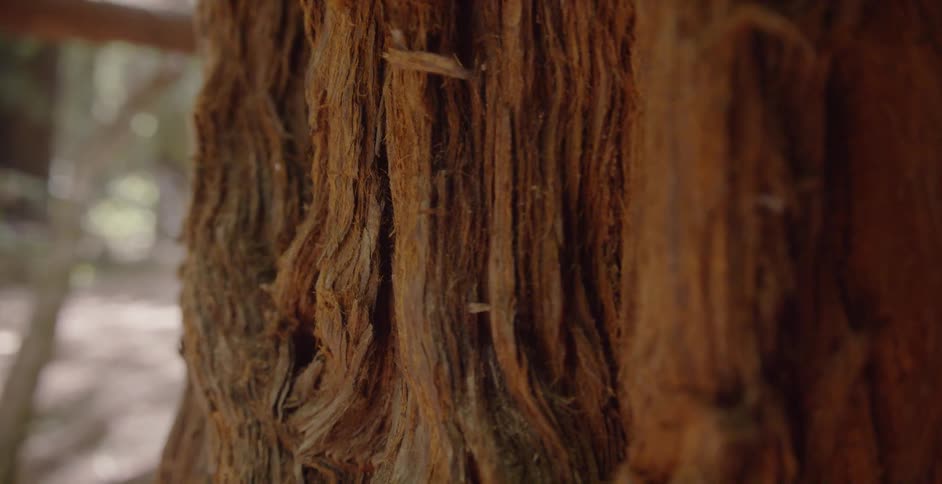 Close up look at tree bark