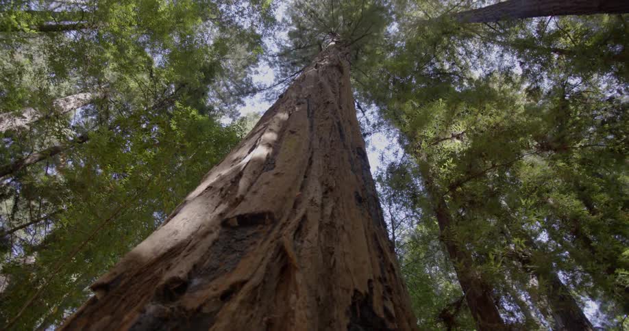 Looking straight up at a large tree