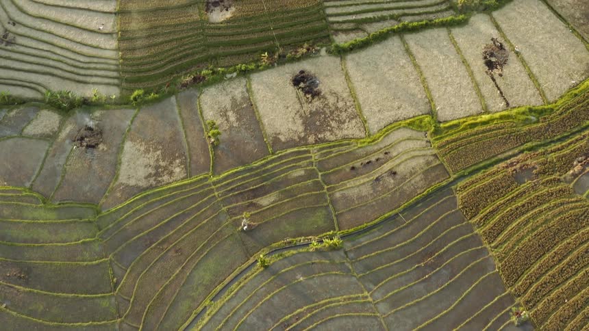 Cars travel on a road near farm fields