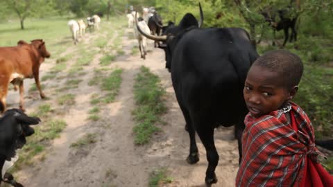 A child herds cattle down a dirt road