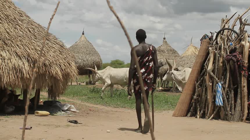 White cattle walk past grass huts