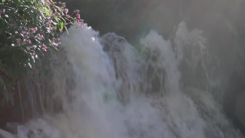 A flowering plant grows next to a waterfall