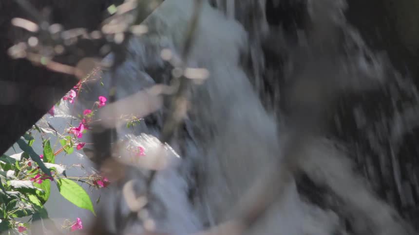 The flowers hang on the side of the waterfall