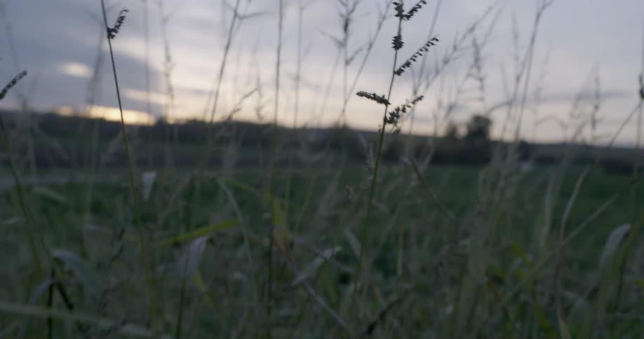 Tall grass moves in a rural field at sunset