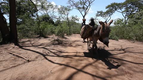 Two woman walk along a dirt path with burros carrying packs