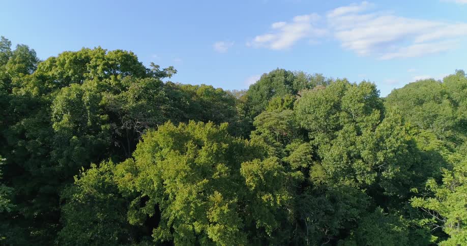 Tall trees tower into the sky