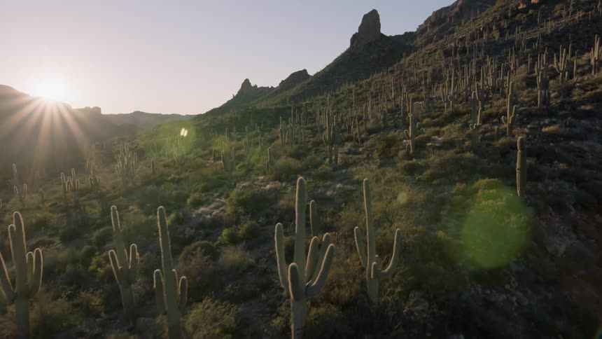 Slow ascent over a hillside covered with beautiful cactus plants as the sun shines along the horizon
