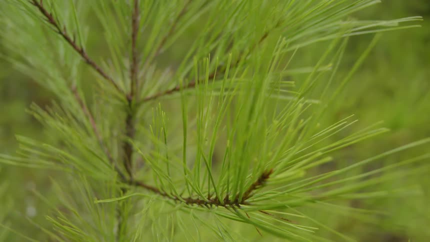 Piny needles sticking up from a plant outdoors