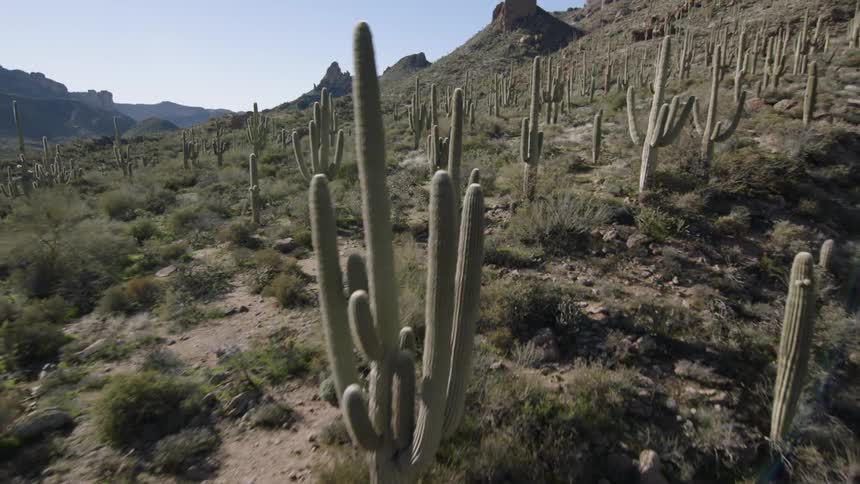 Fast pullback reveal of large saguaro cactus growing along an arid desert mountain landscape
