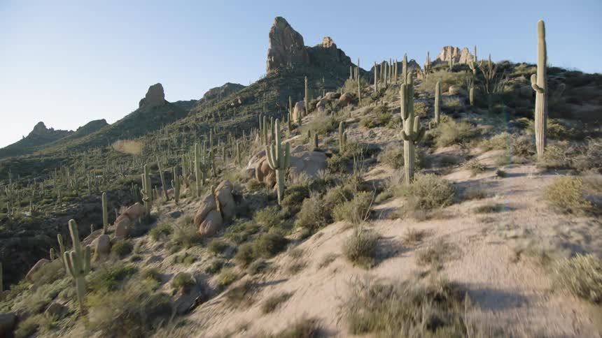 Ascending a rugged and rocky hillside through the spears of tall cactus plants