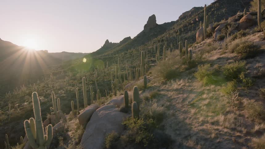 Ascending along a rugged desert mountainside past many tall saguaro cacti