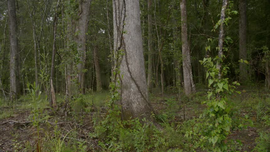 Trees stand in a forest