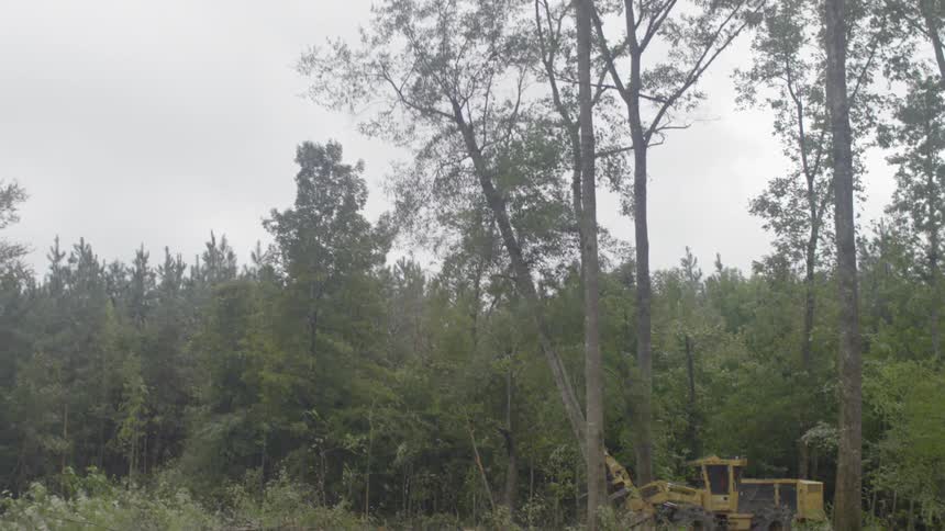 A tree is knocked down by logging equipment