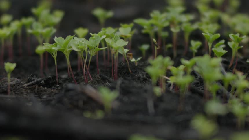 Seedlings sprout out from the dirt