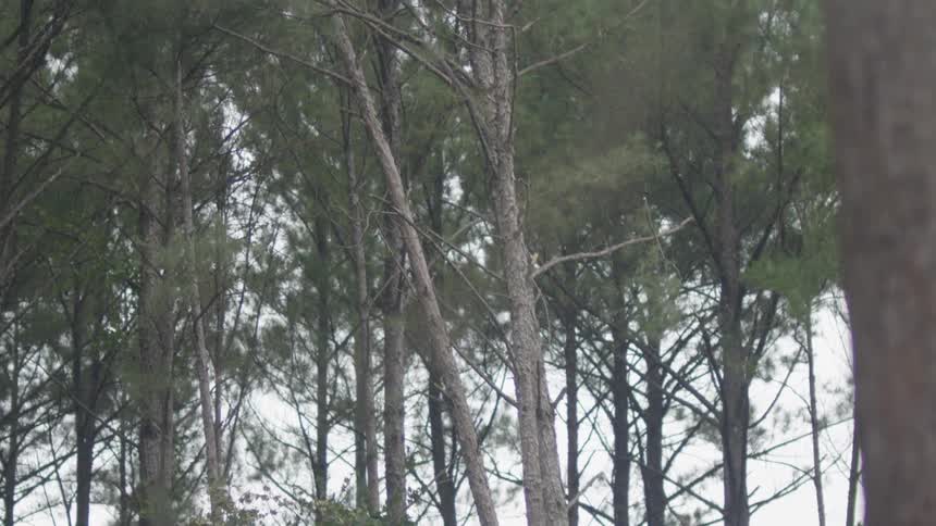 The branches of a tree sway as it is knocked down by logging equipment