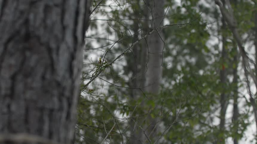 Bark covers a tree trunk in a forest