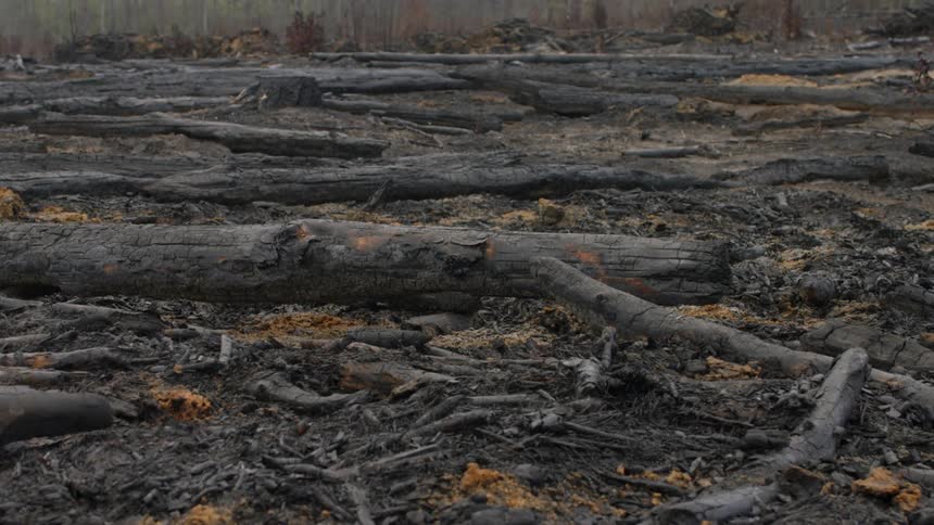 Burnt wood and debris scatter on the ground